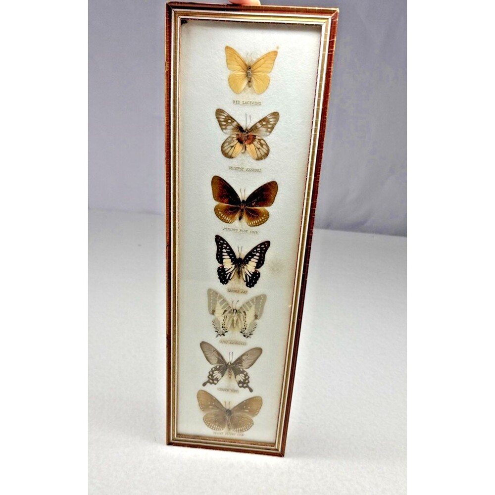 Real Butterfly Specimen Collection Framed Entomology Display 7 Mounted Insects